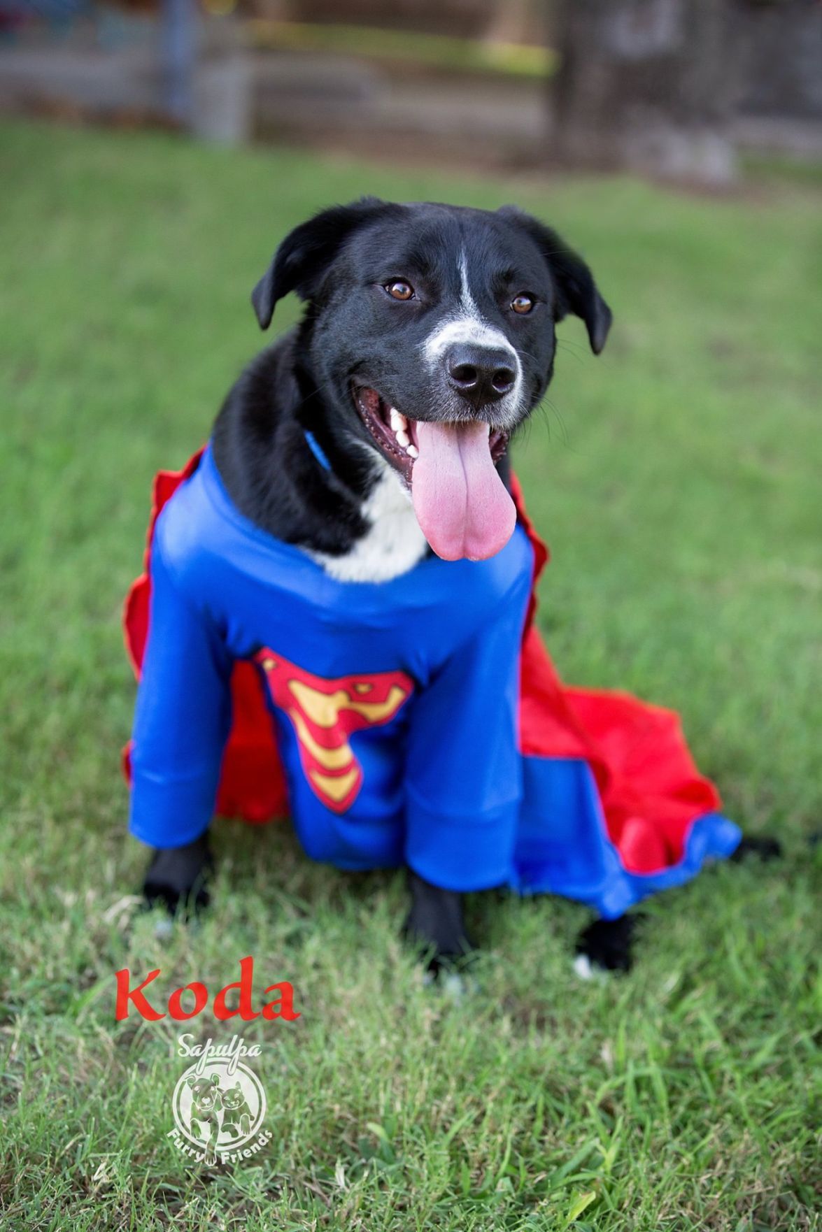 Koda